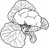 Coloring Pages  Cauliflower Vegetable sketch template