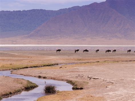 Lake Magadi: Human Evolution Spurred by Drying of Kenya's Pink Lake ...