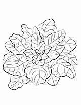 Spinach coloring page  Free Printable Coloring Pages sketch template
