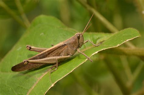 brown grasshopper free image | Peakpx