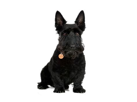 Scottish Terrier (Scottie) | Rehoming Rescue Dog | Dogs Trust