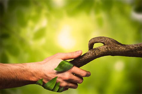 Nature Manipulation Handshaking With Nature Human Hand Nature Forest Stock Photo - Download ...