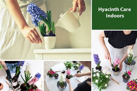 How To Take Care Of Hyacinth Indoors - EmbraceGardening