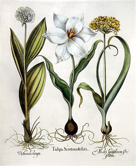 Botanical and Herbal Art Online - BOTANICAL ART & ARTISTS