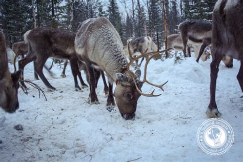 The Culture of Sami Reindeer Herding in Finnish Lapland