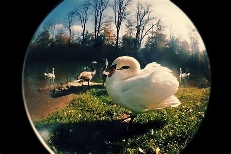 The Swan - The Carnival Of Animals | Subject: Swan Lake Shot… | Flickr