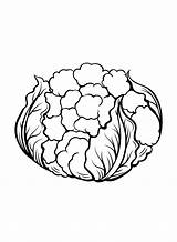 Mais de 30 Páginas Para Colorir couve Flor  PDF JPG PNG sketch template