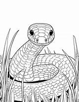 30 Snake Coloring Pages Printable Cute Sheets sketch template
