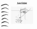 Cejas Dibujo Para Sourcils Eyebrows Coloring Colorear Coloriage  sketch template