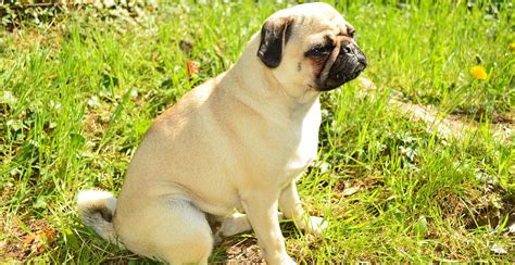 Pug Breed Guide (Lifespan, Size, Weight & Characteristics)