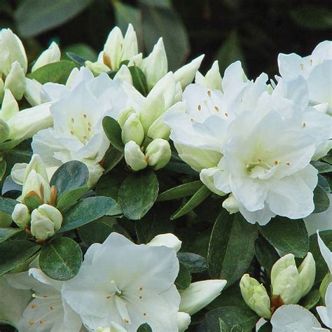 Azalea 'Dwarf White' plants | Thompson & Morgan