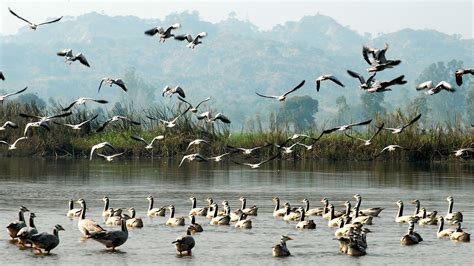 Harike Wetland And Bird Sanctuary - History, Location, Details, Ticket Price, Timings | Adotrip