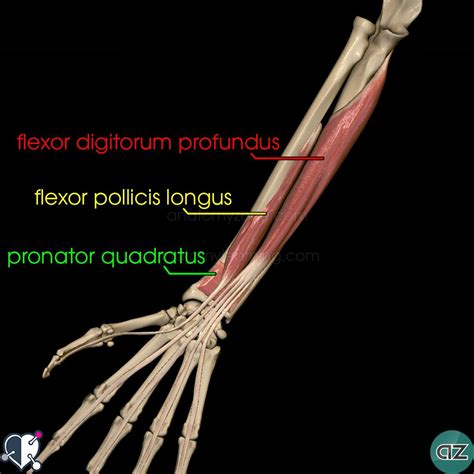 Arm Muscles Names : Name Muscles In Arm : Left Arm Muscle Anatomy - It ...