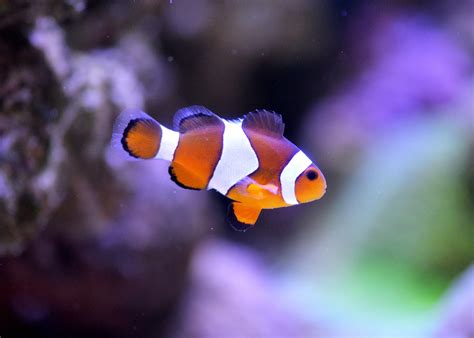 Free Images : sea, flower, underwater, blue, coral, clown fish, reef, close up, nemo, aquarium ...