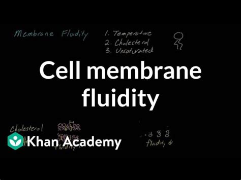 Cell membrane fluidity (video) | Cells | Khan Academy