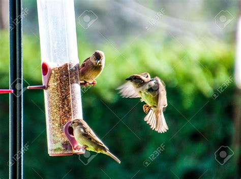 19131838-bird-feeding-in-the-garden - Lawn & Garden Retailer