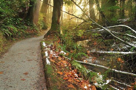 Beaver Lake Trail, Stanley Park, … – License image – 70654913 lookphotos