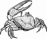 Vintage Fiddler Crab coloring Page  ColouringPages sketch template