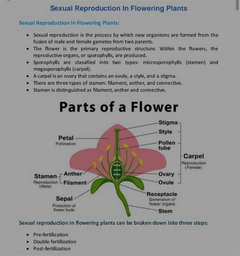 Sexual Reproduction In Flowering PlantsSexual Reproduction In Flowering