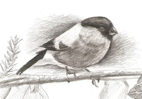 Fat Bird Drawing by BlackRoseXOX on DeviantArt