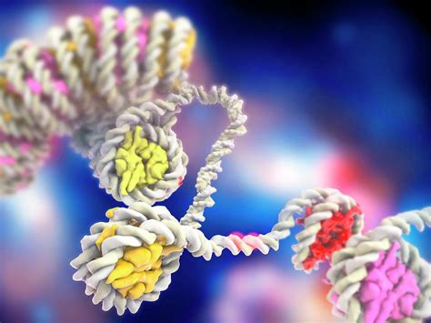 Dna Compaction And Histones Photograph by Ramon Andrade 3dciencia - Pixels