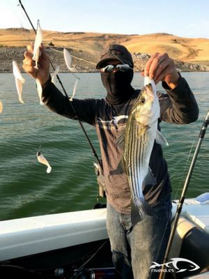 Fishing Report: San Luis Reservoir August 12, 2018 | FishAholics