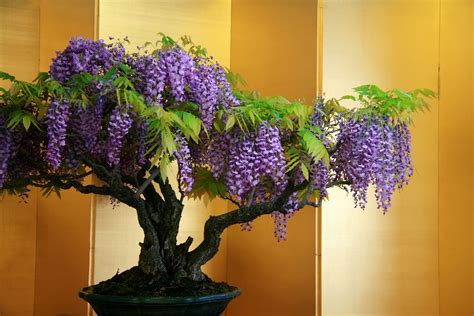 Wisteria Bonsai | How to Grow a Bonsai Tree | Wisteria | Pinterest | Best Wisteria bonsai ...