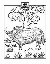 Yak Coloring Page  CSWD Home sketch template