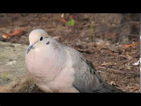 Mourning Dove call - YouTube