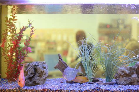 How Do I Set Up A Fish Aquarium? | Petbarn