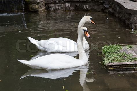 Pair of swans eat in water | Stock Photo | Colourbox