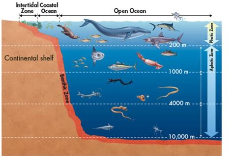 4.5 Aquatic Ecosystems | Cadena alimentaria