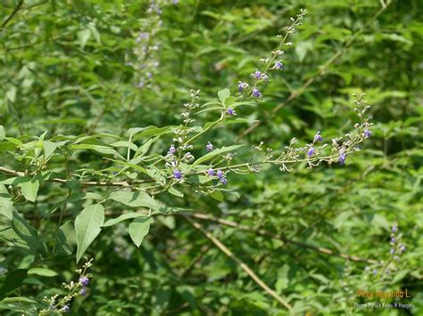 Medicinal Plants: Vitex negundo, Nirgundi, Chaste Tree, Nishinda, Nochi Medicinal uses 231 ...