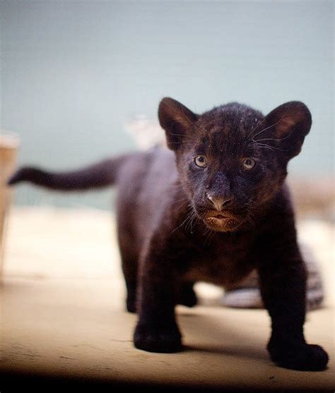 A startled rare black tiger cub. : pics