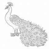 Peacock Peacocks Coloringtop 공부 무료 색칠 페이지 Colouring 보드 선택 Sketch  sketch template