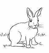 Rabbit To Color For Kids Coloring Pages sketch template