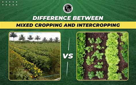 Difference Between Mixed Cropping And Intercropping