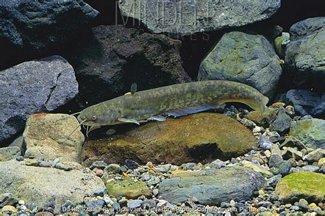 Minden Pictures - Amur Catfish (Silurus asotus) - Ryu Uchiyama/ Nature Production