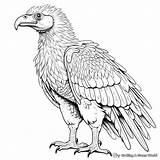 Buzzard Coloring Vulture Pages Drawing Drawings Cartoon Vultures  sketch template