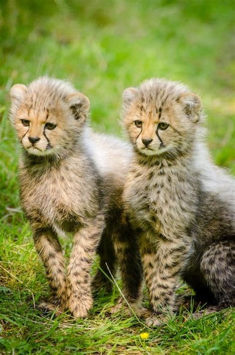 Cheetah Cubs Pictures, Photos, and Images for Facebook, Tumblr ...