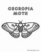 Free Moth Coloring Pages  Rooted Wings Co sketch template