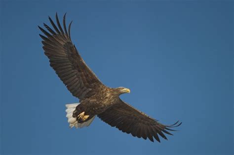 White-tailed eagles set for return to East Anglia - Natural England