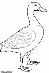 Snow Goose Cute coloring Page sketch template