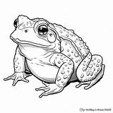Toad Coloring Pages  Free & Printable sketch template