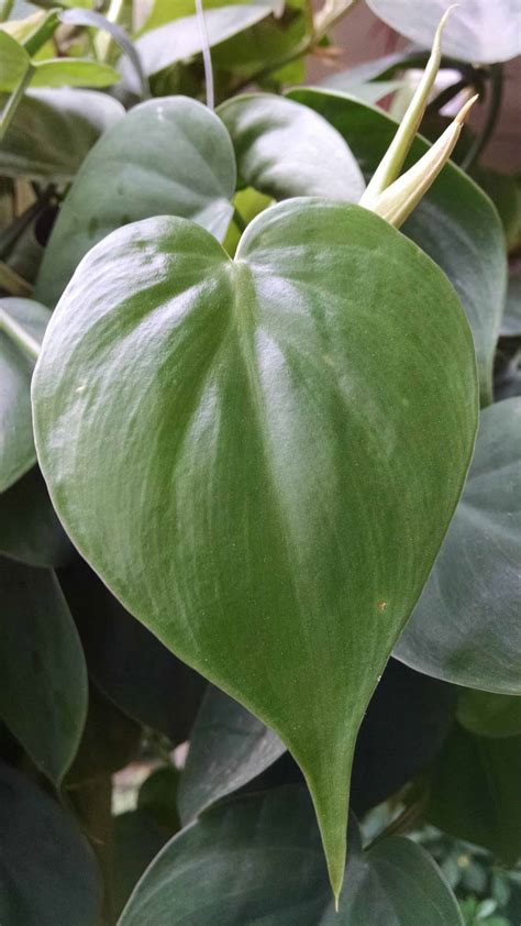 Heartleaf philodendron | Houseplants by Studley's