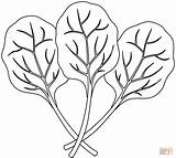 Spinach Coloring Page  Free Printable Pages Home sketch template