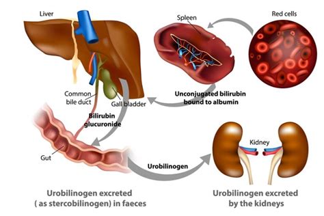 Mengenal Apa Itu Urobilin – Konsorsium Biologi Indonesia