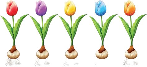 Different Color Of Tulips Clip Art Object Head Vector, Clip Art, Object ...