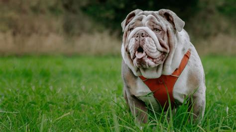 Merle English Bulldog: Traits, Health Issues & Care Guide – PawSafe