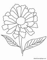 Yellow zinnia coloring Page  Download Free sketch template
